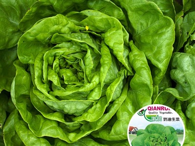 基地批发蔬菜种子四季种植种籽叶菜速生快熟发芽率高农家庭院厂家图4