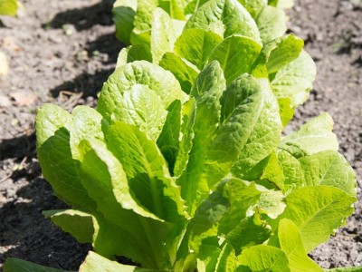 基地批发蔬菜种子四季种植种籽叶菜速生快熟发芽率高农家庭院厂家图3