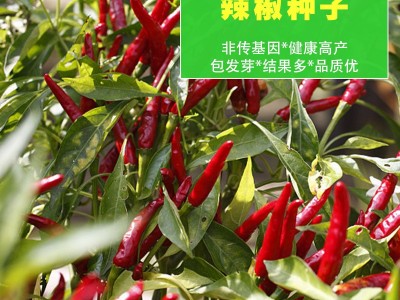 基地批发四季蔬菜种子辣椒种子青椒尖椒二荆条种子朝天椒牛角椒图5