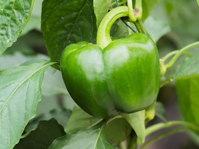 基地批发四季蔬菜种子辣椒种子青椒尖椒二荆条种子朝天椒牛角椒图3