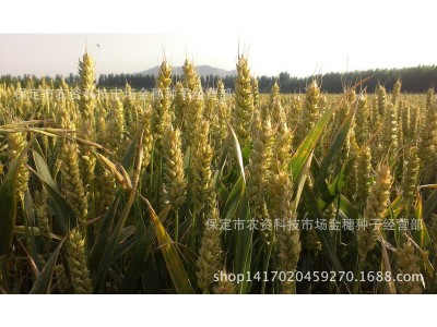 专业供应小麦种子-济麦22，量大从优图2
