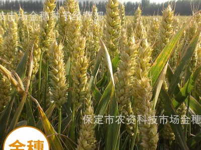 专业供应小麦种子-济麦22，量大从优图5