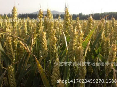 专业供应小麦种子-济麦22，量大从优图4