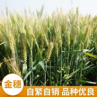 本公司长期供应小麦种子-京冬18号