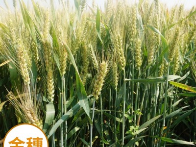 本公司长期供应小麦种子-京冬18号图5