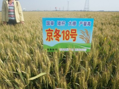 本公司长期供应小麦种子-京冬18号图4