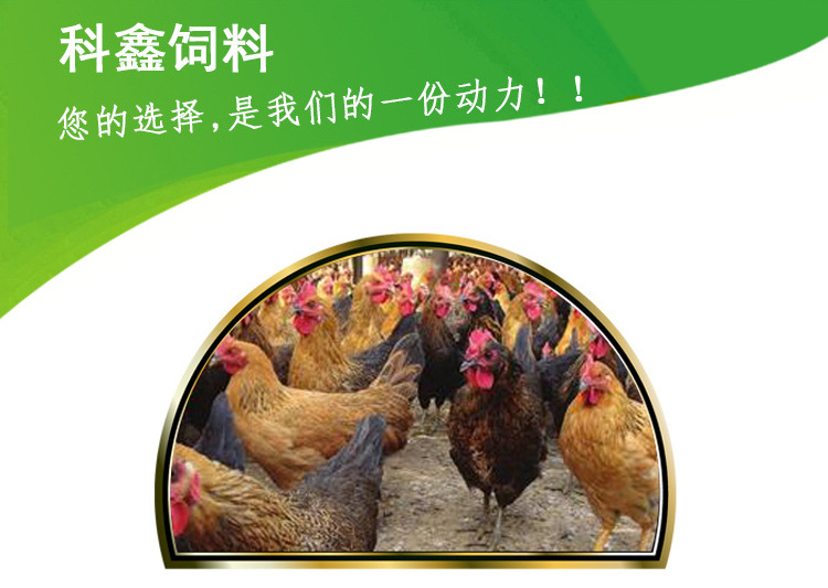 811肉中鸡.jpg