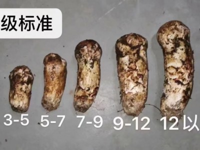 2022新货云南新鲜松茸美味煲汤食用菌500g 1000g 代发直发图2
