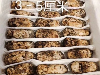 2022新货云南新鲜松茸美味煲汤食用菌500g 1000g 代发直发图4