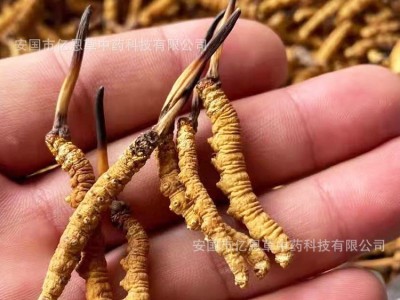 冬虫夏草散装批发 西藏那曲冬虫夏草 地产药材 一手货源 虫草药材图5