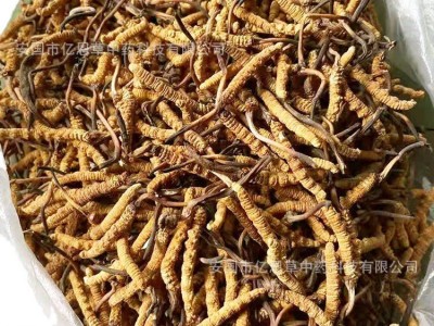 冬虫夏草散装批发 西藏那曲冬虫夏草 地产药材 一手货源 虫草药材图2