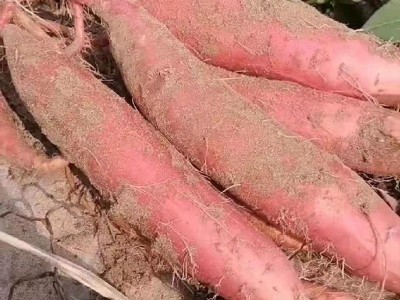 烟薯25红心流油蜜薯糖心红薯新鲜番薯密农家沙地地瓜山芋批发图4