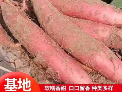 烟薯25红心流油蜜薯糖心红薯新鲜番薯密农家沙地地瓜山芋批发图5