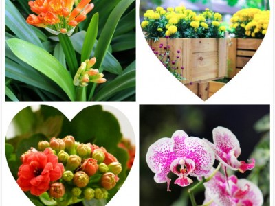 种花营养土多肉兰花盆栽绿萝月季绣球育苗花卉栽培通用营养土30升图2