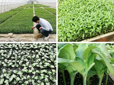 1营养土批发育苗基质通用型泥炭土辣椒蔬菜多肉草炭花土椰糠种植图4