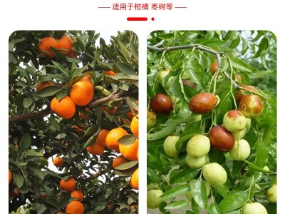 兰月花歌2%苄氨基嘌呤细胞分裂素保果枣树柑橘可溶液剂图5