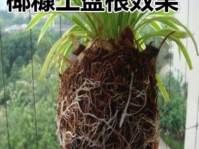 花卉苗木种植园林绿化育苗用营养土菲律宾免泡发微压缩散装包椰糠图4
