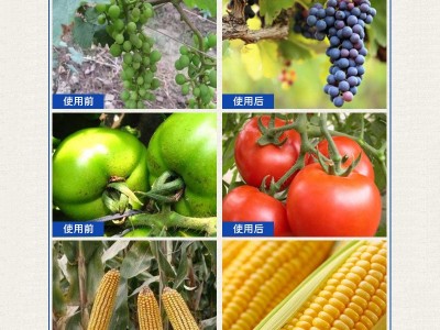 巨人新化液体硼流体硼糖醇海藻硼肥果树保花保果流体肥油菜叶面肥图4