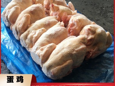 冻品土鸡老母鸡 山东冷冻屠宰厂供应熟食整鸡食材 板冻蛋鸡母鸡图4