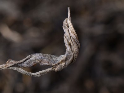 批发云南普洱茶生2019布朗山茶 茶叶散茶500克图4