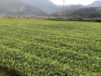 福建茶苗金牡丹茶苗 茶树苗基地直发源头厂家 品种繁多图1