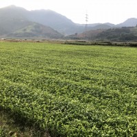 福建茶苗金牡丹茶苗 茶树苗基地直发源头厂家 品种繁多