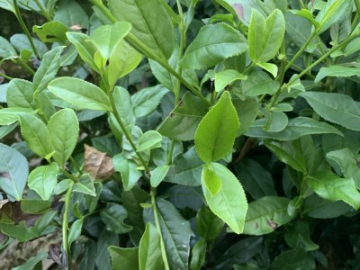 福建茶苗金牡丹茶苗 茶树苗基地直发源头厂家 品种繁多图4
