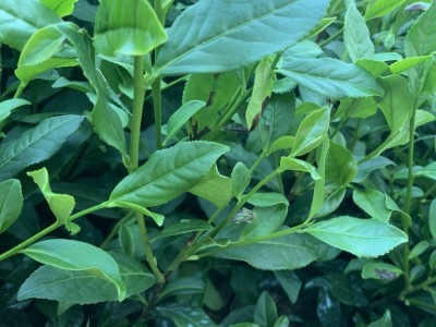 福建茶苗金牡丹茶苗 茶树苗基地直发源头厂家 品种繁多图2