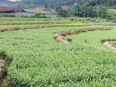 福建茶苗金牡丹茶苗 茶树苗基地直发源头厂家 品种繁多图3