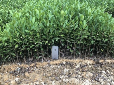 龙井43号茶苗 茶树苗纯培育浙江龙井茶苗 福安基地货源批发图4