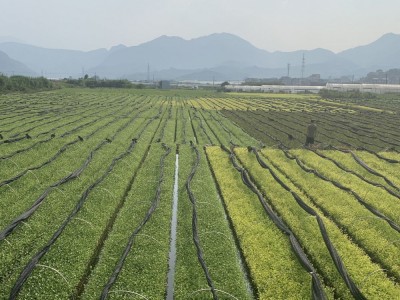 龙井43号茶苗 茶树苗纯培育浙江龙井茶苗 福安基地货源批发图5