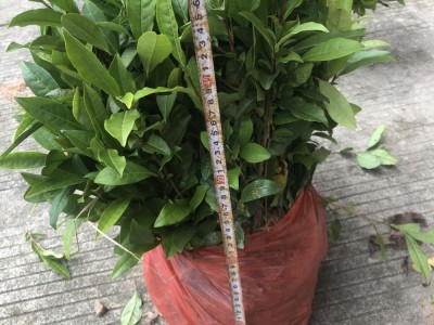 安吉白茶苗 白叶一号茶苗 工程绿化 科农茶苗专门 基地全国批图2
