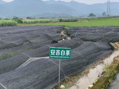 安吉白茶苗 白叶一号茶苗 工程绿化 科农茶苗专门 基地全国批图3