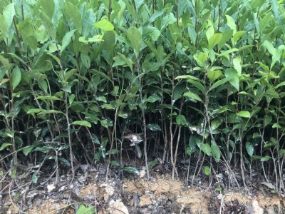 安吉白茶苗 白叶一号茶苗 工程绿化 科农茶苗专门 基地全国批图4