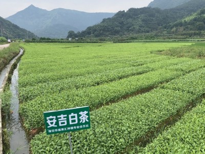 安吉白茶苗 白叶一号茶苗 工程绿化 科农茶苗专门 基地全国批图5