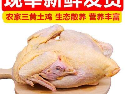 清真农家三黄鸡生态散养土鸡老母鸡笨鸡山鸡鸡肉月子鸡可一件代发图4
