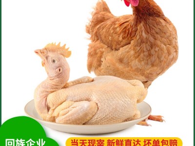 清真农家三黄鸡生态散养土鸡老母鸡笨鸡山鸡鸡肉月子鸡可一件代发图5