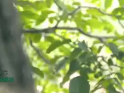 SC厂家直供一级压榨核桃油 dha核桃油宝宝辅食OEM代加工资质齐全图2
