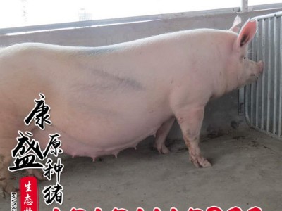 供应大白纯种母猪猪苗 农家散养皮梅母猪 藏香母猪猪苗仔猪批发图3
