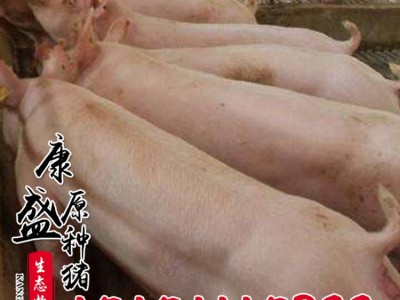 供应大白纯种母猪猪苗 农家散养皮梅母猪 藏香母猪猪苗仔猪批发图5