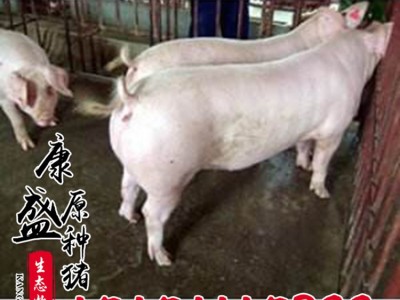 供应大白纯种母猪猪苗 农家散养皮梅母猪 藏香母猪猪苗仔猪批发图2