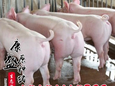 新美系二元种母猪养猪场杜洛克母猪纯生态皮特兰种猪生猪批发图4