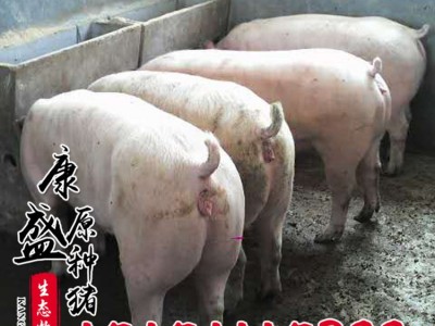 新美系二元种母猪养猪场杜洛克母猪纯生态皮特兰种猪生猪批发图2