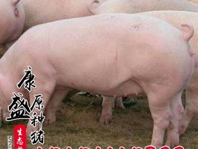 新美系二元种母猪养猪场杜洛克母猪纯生态皮特兰种猪生猪批发图5