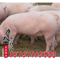 新美系二元种母猪养猪场杜洛克母猪纯生态皮特兰种猪生猪批发