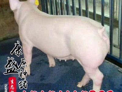 活体猪苗批发 皮特兰种猪价格 生态养殖外三元仔猪猪苗仔猪品种全图5