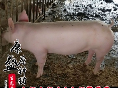 活体猪苗批发 皮特兰种猪价格 生态养殖外三元仔猪猪苗仔猪品种全图3