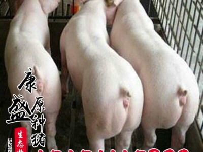 活体猪苗批发 皮特兰种猪价格 生态养殖外三元仔猪猪苗仔猪品种全图4