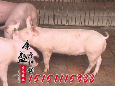 活体猪苗批发 皮特兰种猪价格 生态养殖外三元仔猪猪苗仔猪品种全图2