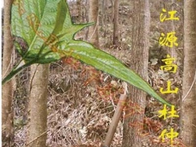 杜康牌开化杜仲茶 国家地理标志保护产品 多年出口历史的高山茶图4